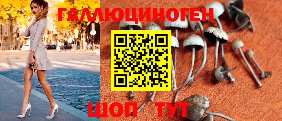Псилоцибиновые грибы Psilocybine cubensis Тверь