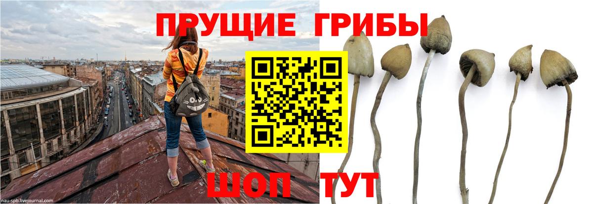 Псилоцибиновые грибы мицелий  Галлюциногенные грибы Psilocybine cubensis  Тверь  Вход с VPN 